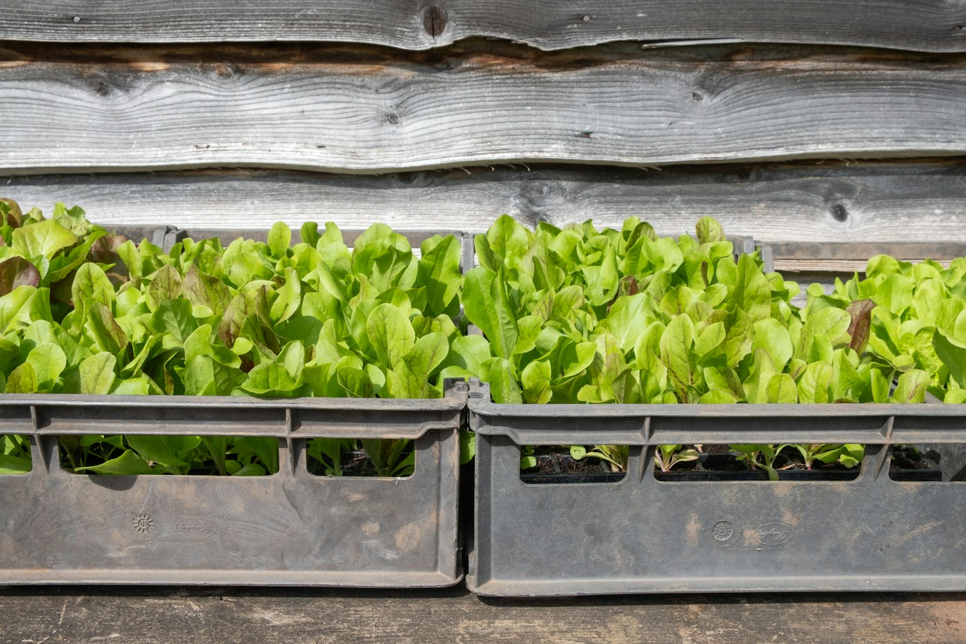 Seedling Trays & Propagation Pots from ASEAN: Manufacturing and Export Buyer Guide (2026)