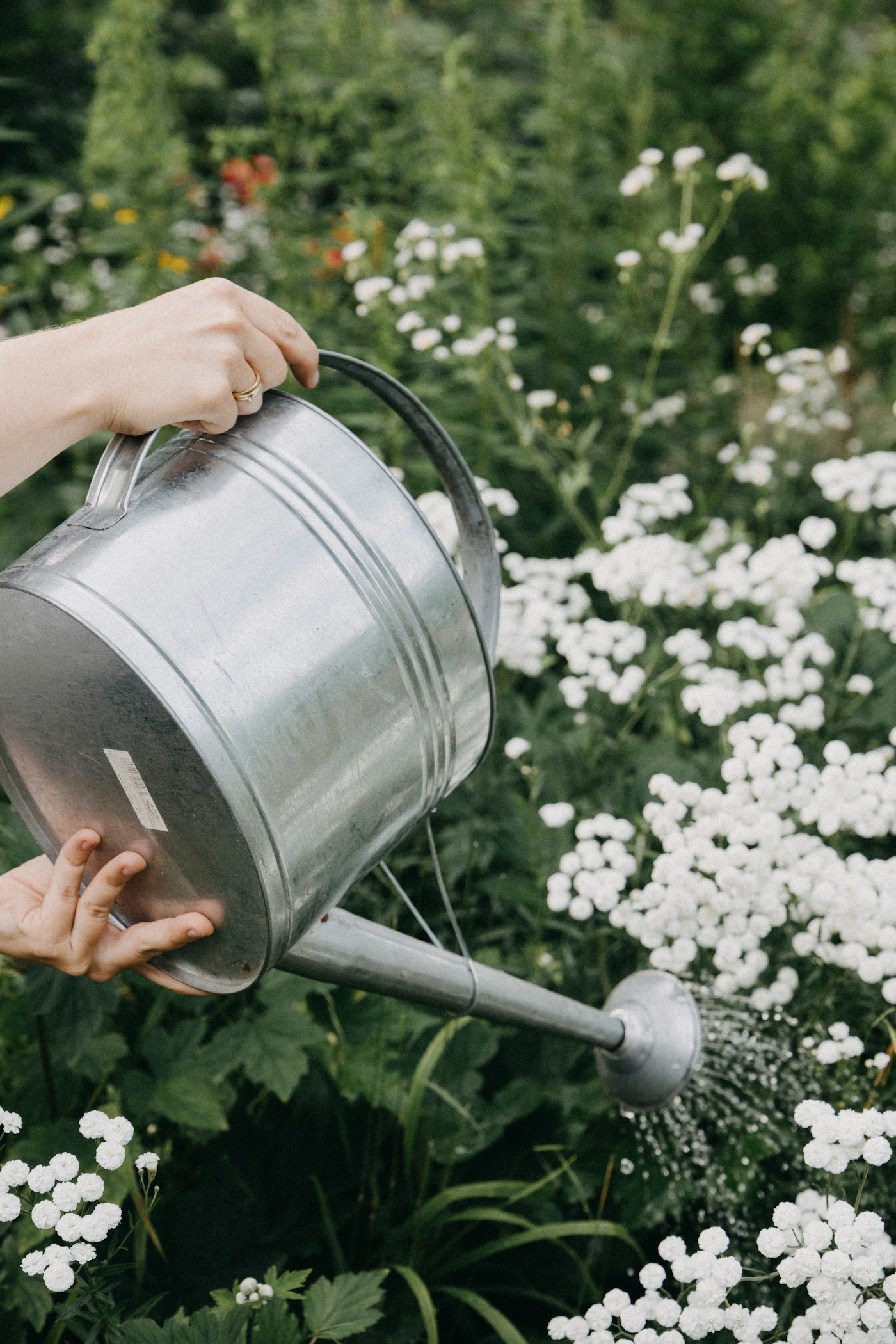Watering Cans from ASEAN: Manufacturing and Export Buyer Guide (2026)