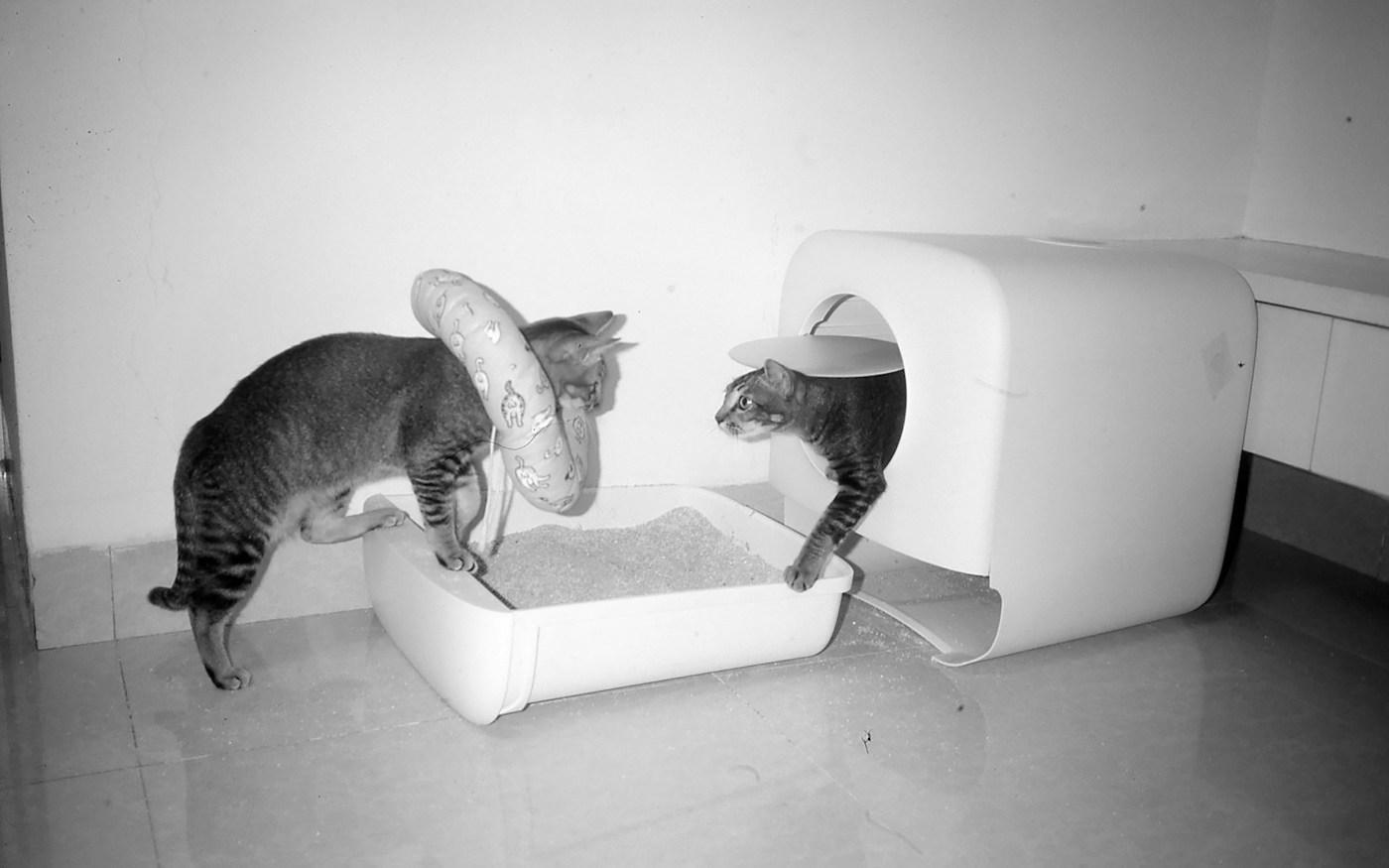 Cat Litter Trays & Scoops from ASEAN: Manufacturing and Export Buyer Guide (2026)