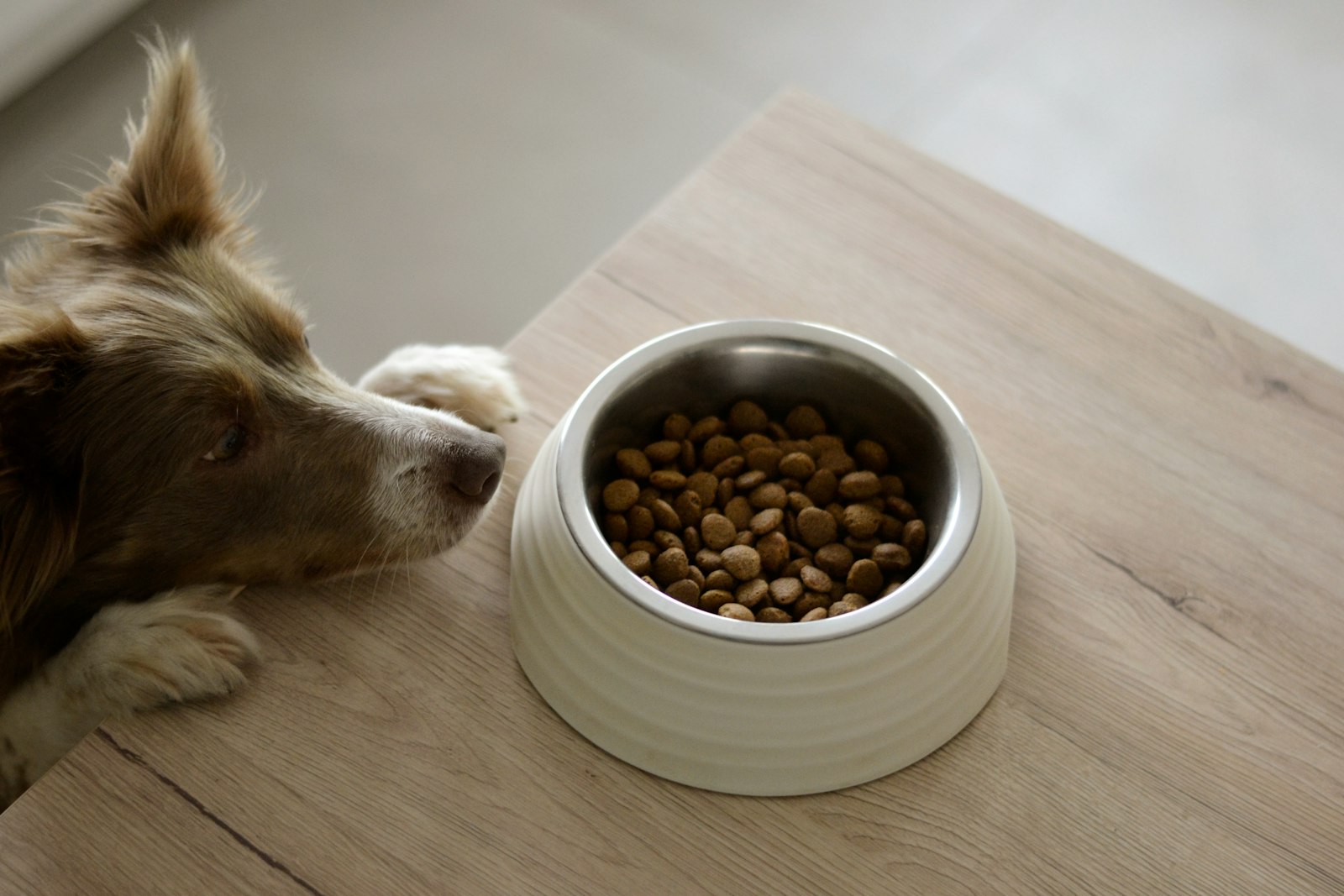 Pet Food Bowls and Feeders from ASEAN: Manufacturing and Export Guide (2026)